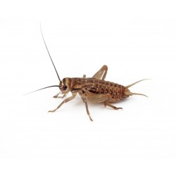 Grilli Micro Acheta domestica 1/5 mm - Alimento Vivo Ricco di Proteine per Rettili, Dendrobati e Piccoli Arachnidi |