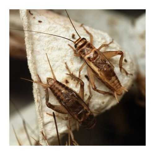 Grilli Micro Acheta domestica 1/5 mm - Alimento...