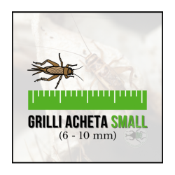Grilli Small Acheta domestica 5-10 mm - Insetti da Pasto Vivi ad Alto Valore Proteico per Rettili, Anfibi e Animali Insettivori