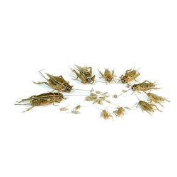 Grilli Medi Acheta domestica 10-20 mm - Insetti da Pasto Vivi ad Alto Valore Proteico per Rettili, Anfibi e Animali Insettivori