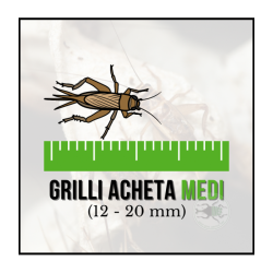 Grilli Medi Acheta domestica 10-20 mm - Insetti da Pasto Vivi ad Alto Valore Proteico per Rettili, Anfibi e Animali Insettivori