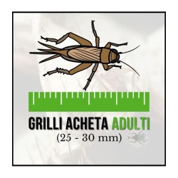Grilli Sub-Adulti Acheta domestica 25-30 mm - Insetti da Pasto Vivi ad Alto Valore Proteico per Rettili e Animali Insettivori