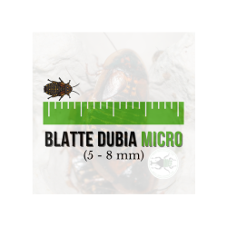 Blatte dubia Micro (Blaptica dubia) 5-8 mm (50 pz) - Insetti da Pasto Vivi ad Alto Valore Proteico per Animali Insettivori
