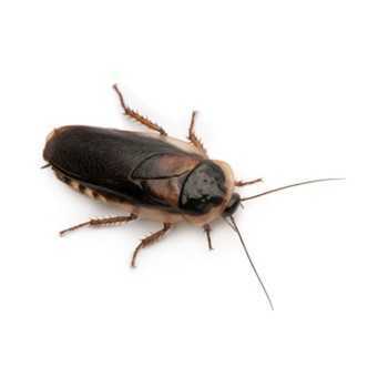 copy of Enchytraeus Albidus Chironomus White 90 ml Live... 2