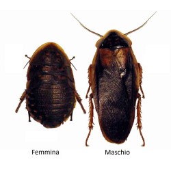 Blatte dubia Small (Blaptica dubia) 8-15 mm (25 pz) - Insetti da Pasto Vivi ad Alto Valore Proteico per Animali Insettivori