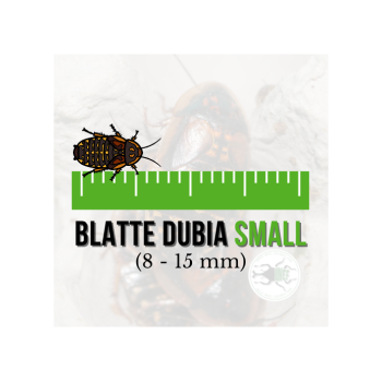 Blatte dubia Small (Blaptica dubia) 8-15 mm (25 pz) -...