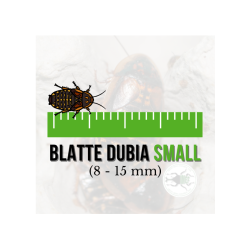 Blatte dubia Small (Blaptica dubia) 8-15 mm (25 pz) - Insetti da Pasto Vivi ad Alto Valore Proteico per Animali Insettivori