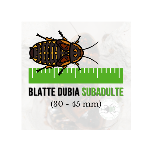 Blatte dubia Sub-Adulta (Blaptica dubia) 30-45...