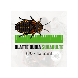 Blatte dubia Sub-Adulta (Blaptica dubia) 30-45 mm (11 pz) - Insetti da Pasto Vivi a Alto Valore Proteico per Animali Insettivori