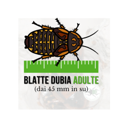 Blatte dubia Adulta (Blaptica dubia) 45 mm in su (9 pz) - Insetti da Pasto Vivi ad Alto Valore Proteico per Animali Insettivori