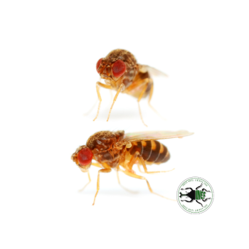 copy of Enchytraeus Albidus Chironomus White 90 ml Live...