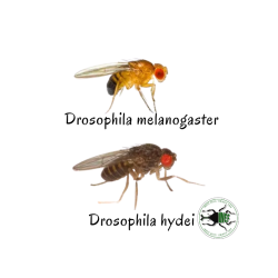 Drosophila hydei 3-4 mm (400 ml) - Moscerino della Frutta Senza Ali per Rettili, Anfibi e Invertebrati