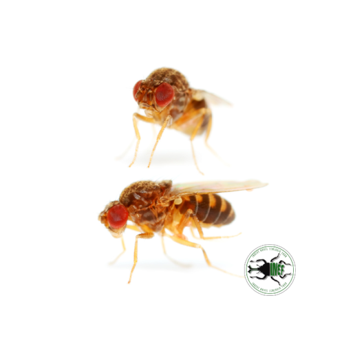 Drosophila melanogaster 2-3 mm (400 ml) -...
