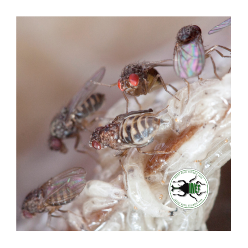 Drosophila melanogaster 2-3 mm (400 ml) -...