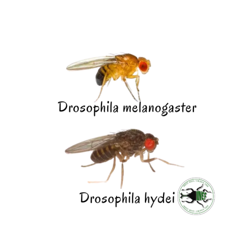 Drosophila melanogaster 2-3 mm (400 ml) -...
