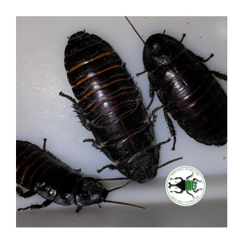 copy of Enchytraeus Albidus Chironomus White 90 ml Live...