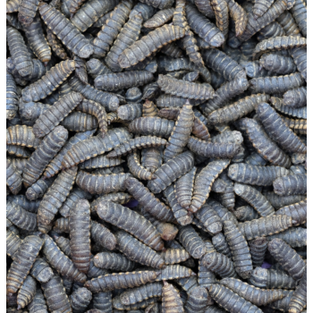 Hermetia illucens 50 gr - Larve di Mosca Soldato Nera ad...