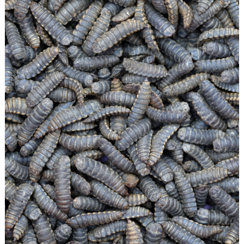 copy of Enchytraeus Albidus Chironomus White 90...