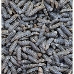 Hermetia illucens 50 gr - Larve di Mosca Soldato Nera ad Alto Valore Proteico per Rettili, Anfibi e Animali Insettivori