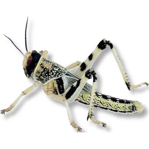 copy of Enchytraeus albidus chironomus blanc 90...