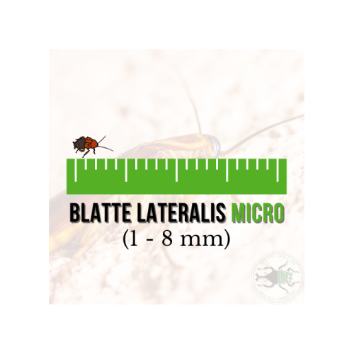 copy of Enchytraeus albidus chironomus blanc 90...