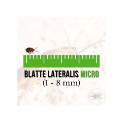 copy of Enchytraeus albidus chironomus blanc 90 ml de nourriture de poisson vivant