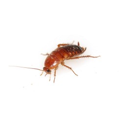 copy of Enchytraeus albidus chironomus blanc 90 ml de nourriture de poisson vivant