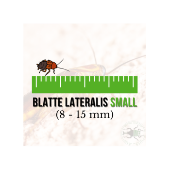 copy of Enchytraeus albidus chironomus blanc 90 ml de...