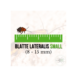 Blatte Lateralis Small (Shelfordella lateralis) 8-15 mm (70 pz) - Insetti da Pasto Vivi ad Alto Valore Proteico per Insettivori