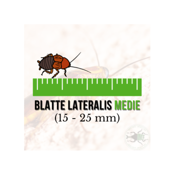 Blatte Lateralis Medie (Shelfordella lateralis) 15-25 mm...