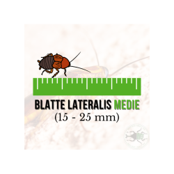copy of Enchytraeus albidus chironomus blanc 90 ml de nourriture de poisson vivant
