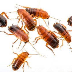 Blatte Lateralis Medie (Shelfordella lateralis) 30 mm in su (40 pz) - Insetti da Pasto Vivi Alto Valore Proteico per Insettivori