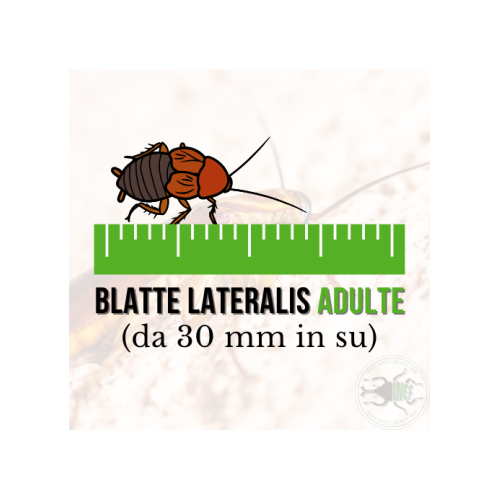 Blatte Lateralis Medie (Shelfordella lateralis)...