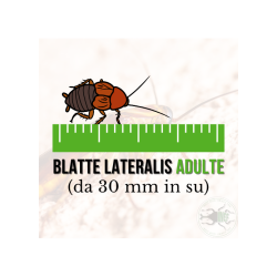 copy of Enchytraeus albidus chironomus blanc 90 ml de nourriture de poisson vivant