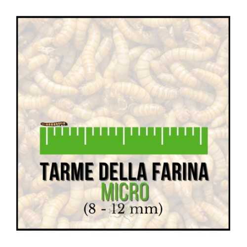 Tarme della Farina Micro (Tenebrio molitor)...
