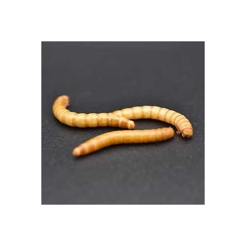 copy of Enchytraeus albidus chironomus blanc 90...