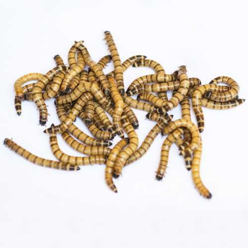 Caimani Small (Zophobas morio) 30-40 mm -...