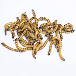 copy of Enchytraeus Albidus Chironomus White 90 ml Live Fish Food Food
