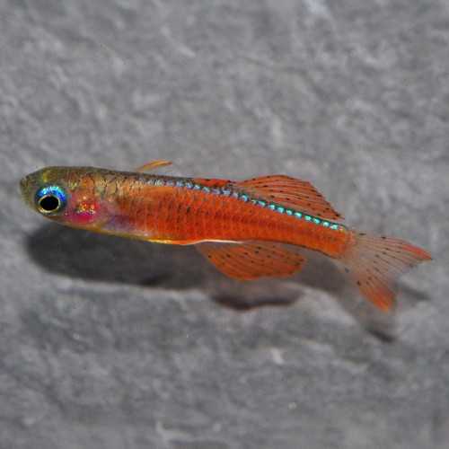 Pseudomugil Luminatus Red Neon Blue Eye - Pesce...