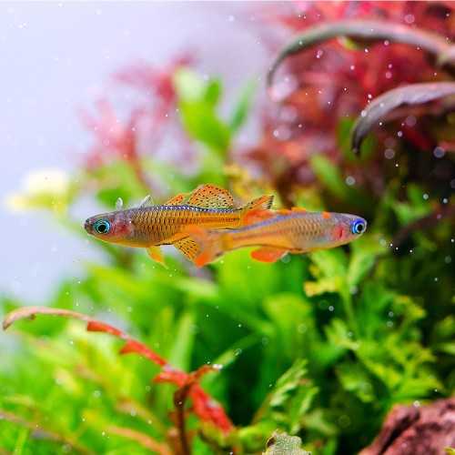 Pseudomugil Luminatus Red Neon Blue Eye - Pesce...