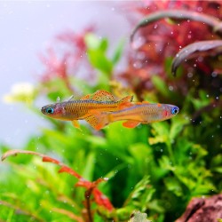 Pseudomugil Luminatus Red Neon Blue Eye - Pesce Tropicale Nano Pacifico per Acquari