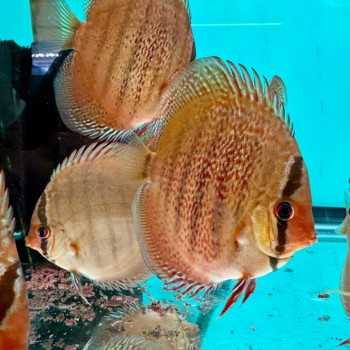 Discus Red Scribbelt 7-8 cm - Discus Rosso Intenso... 2