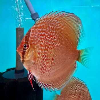 copy of Cobalt discus 13/15 cm