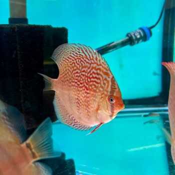 copy of Cobalt discus 13/15 cm 2
