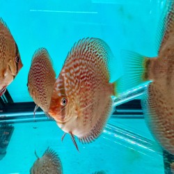 copy of Cobalt Discus 13/15 cm