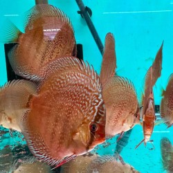 Discus Red Scribbelt 7-8 cm - Discus Rosso Intenso Selezionato | Pesce Ornamentale Tropicale di Alta Qualità
