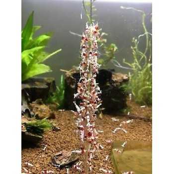 Shrimp Stick - Lecca lecca Polline per caridine e... 2