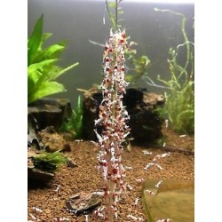 copy of Stick Crevettes - Spinach de lollipop pour cardiine et crevettes (10 pièces) - Ceramic Nature