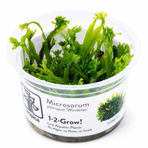 copy of Microsorum Pteropus Windelov in jar -...