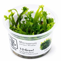 Microsorum pteropus Windelov in cup - Tropica